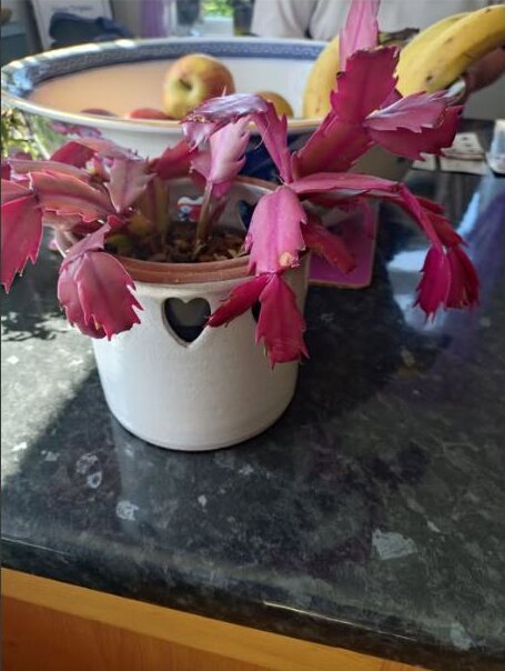 A white ceramic heart-cut planter holding a Christmas cactus